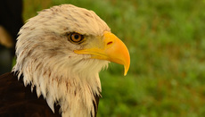 Weißkopf-Seeadler (06).jpg